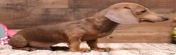 Miniature Dachshund dogs for sale: Shaggy smooth male - Ad 2