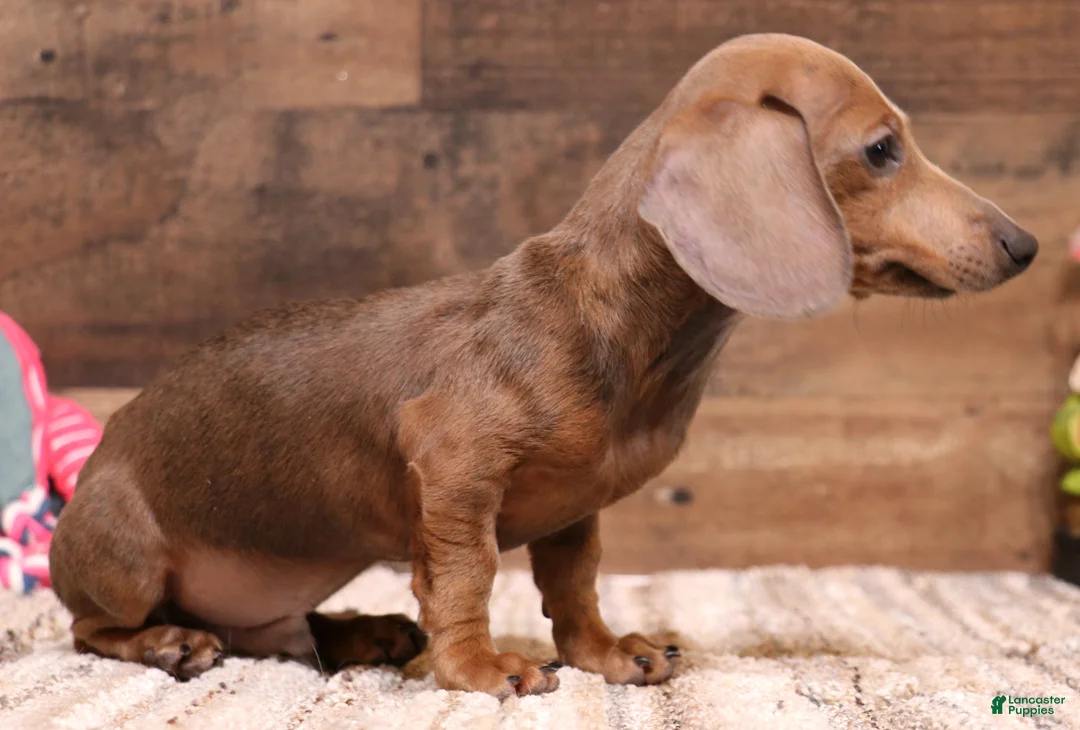 Miniature Dachshund dogs for sale: Shaggy smooth male - Ad 2