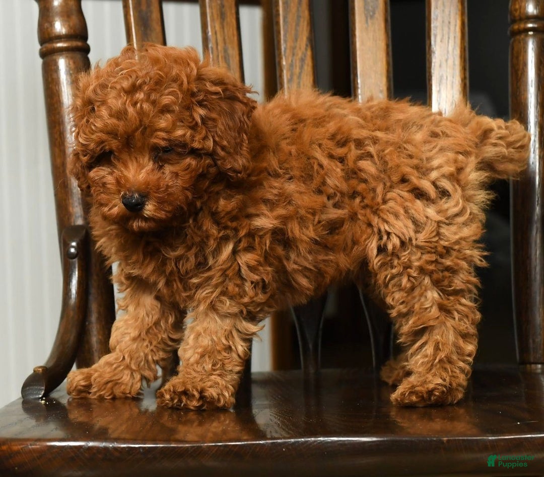 Miniature Poodle dogs for sale: Tigger - Ad 5