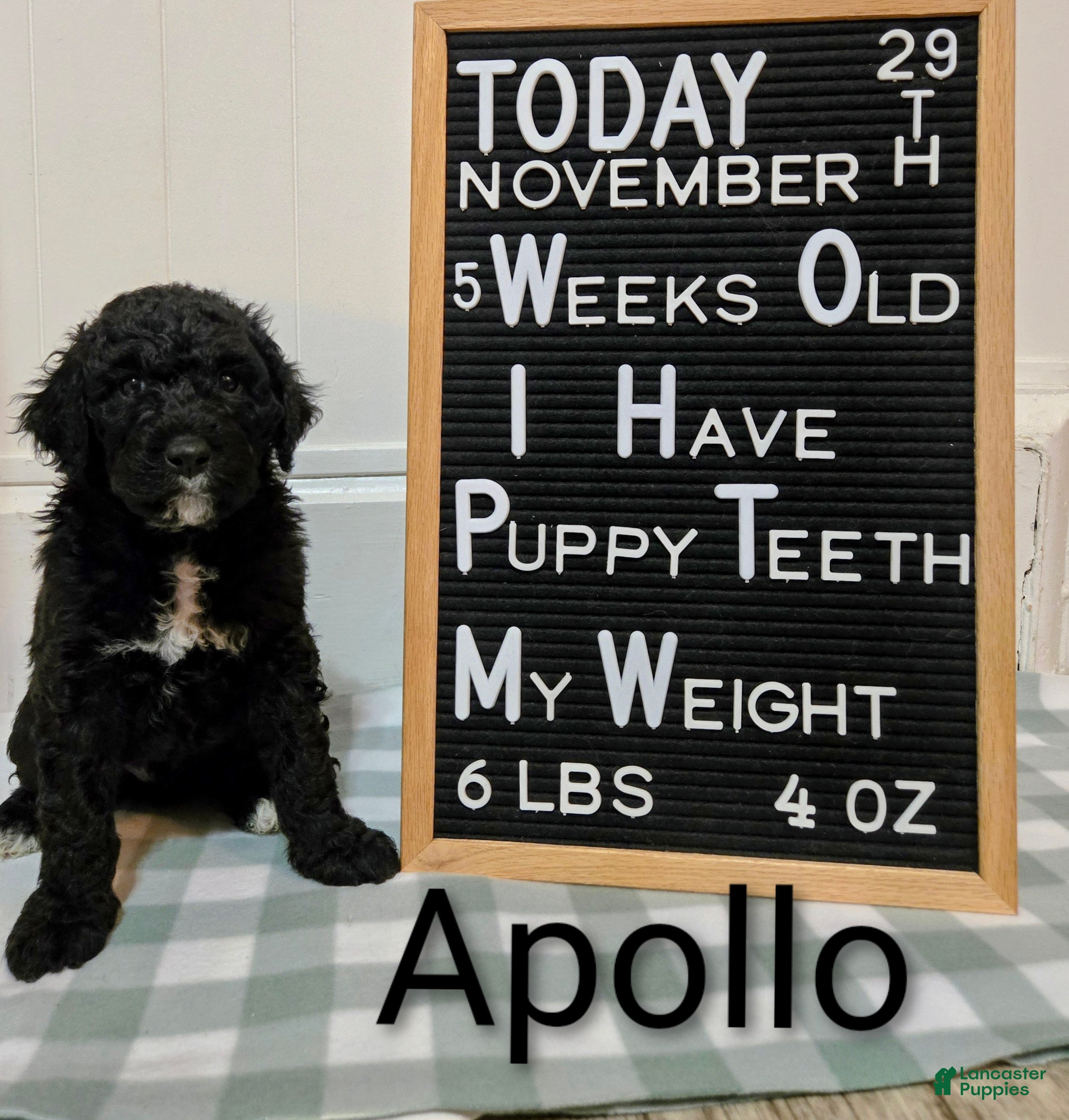 Mixed Breed dogs Apollo  - Ad 36
