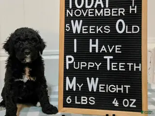 Mixed Breed dogs Apollo - Ad 29