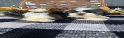 Shih Tzu dogs for sale: Ruby - Ad 4