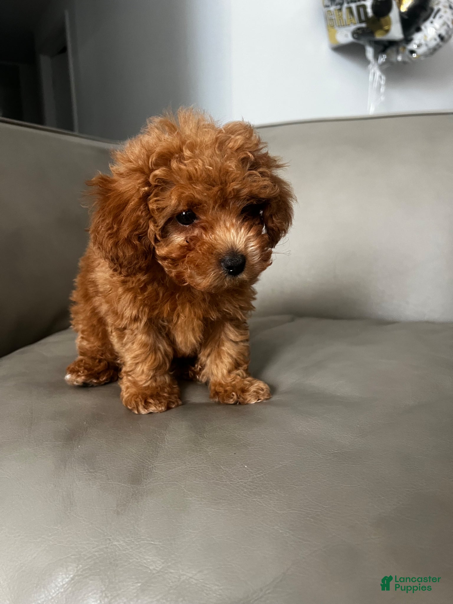 Toy Poodle dogs for sale: Toy Poodle Puppy 1 - Ad 5