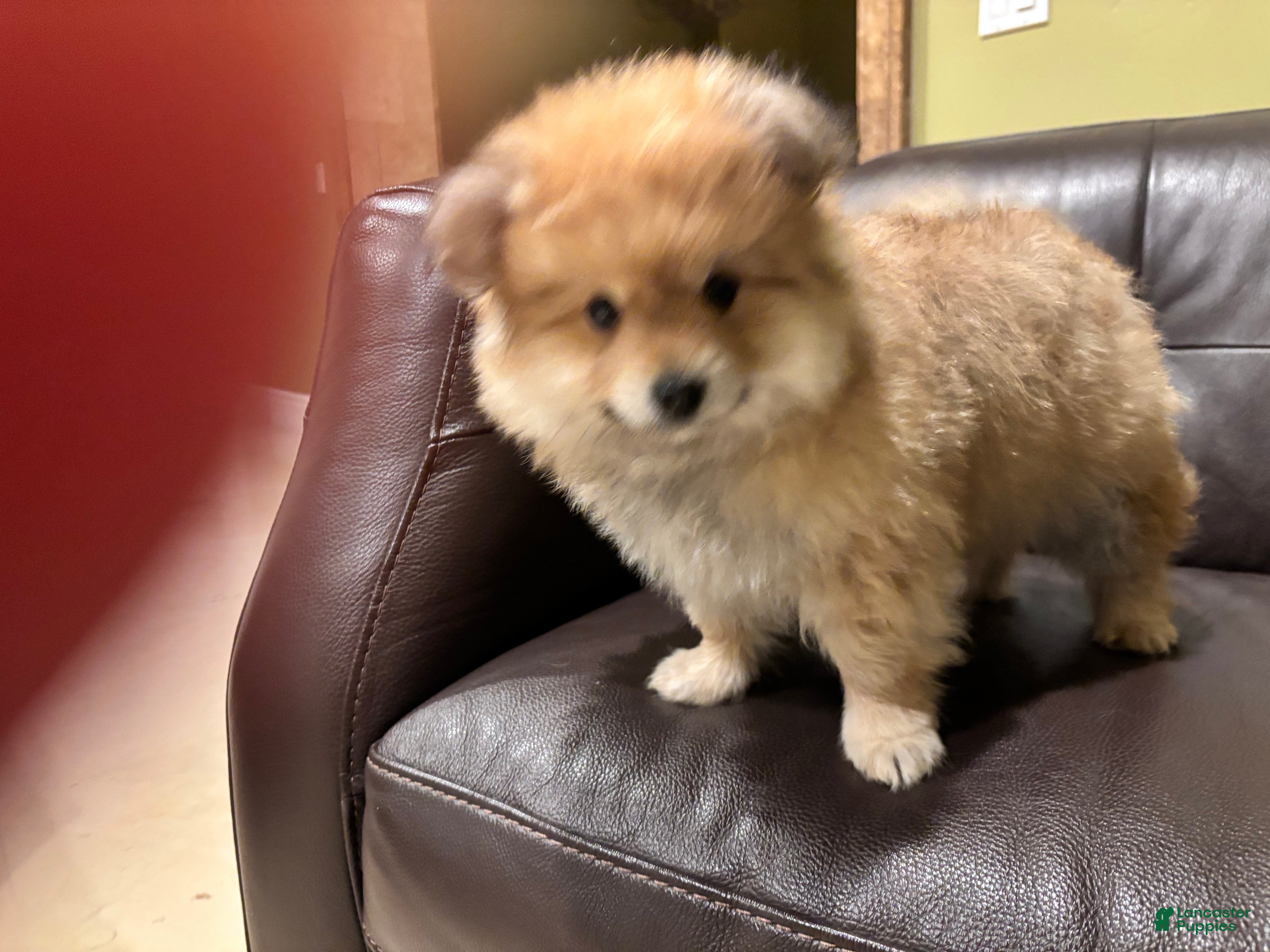 Mixed Breed dogs No name  - Ad 2