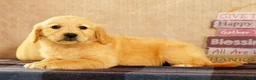 Golden Retriever dogs for sale: Janet - Ad 5