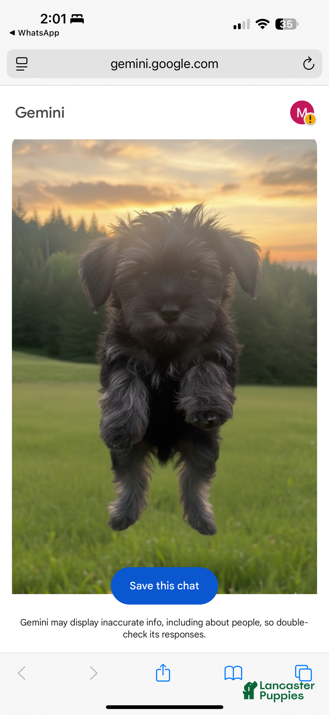 Mixed Breed dogs for sale: Muphy  - Ad 3