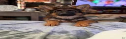 German Shepherd dogs for sale: Cuddles - Ad 6