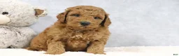 Mini Goldendoodle dogs for sale: Arnold - Ad 3