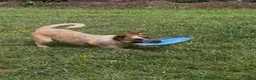 Australian Cattle Dog dogs for sale: Georgie Girl - Ad 12