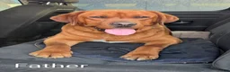 Labrador Retriever dogs for sale: Max -AKC - Ad 6