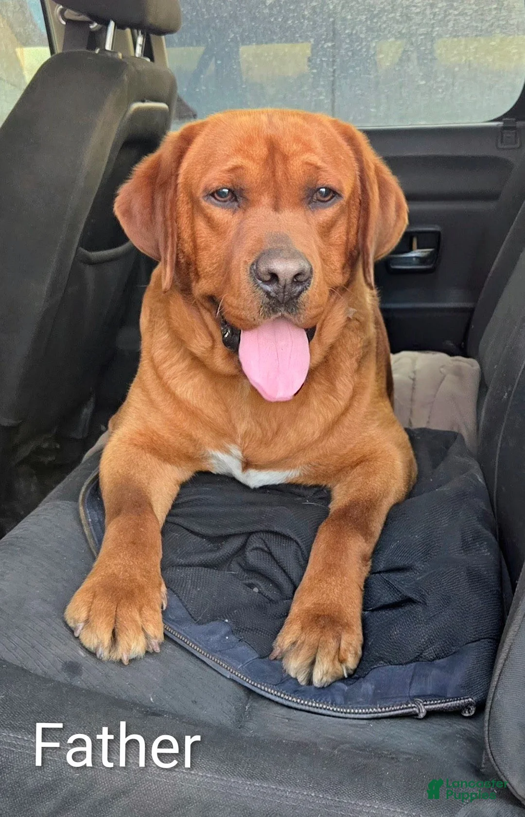 Labrador Retriever dogs for sale: Max -AKC - Ad 6