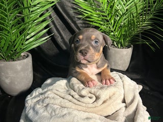 American Bully dogs - Ad 2