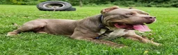 American Bully dogs for sale: American Bully 5 - Ad 4