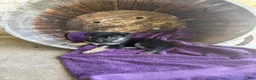 German Shepherd dogs for sale: May - Ad 11