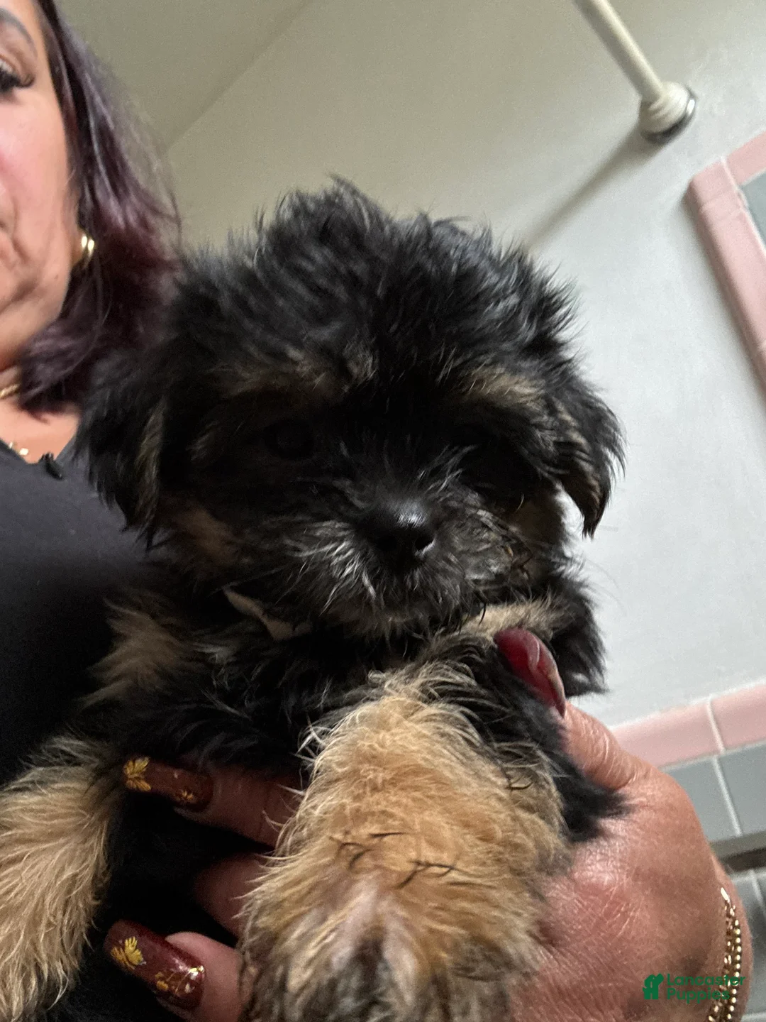 Mixed Breed dogs for sale:  Negri - Ad 1