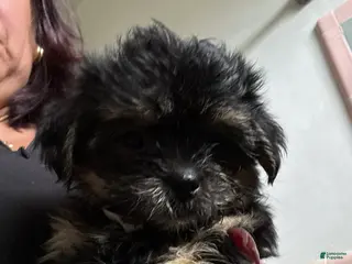 Mixed Breed dogs Negri - Ad 20