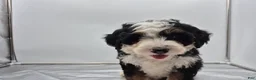 Bernedoodle dogs for sale: Dom  - Ad 7