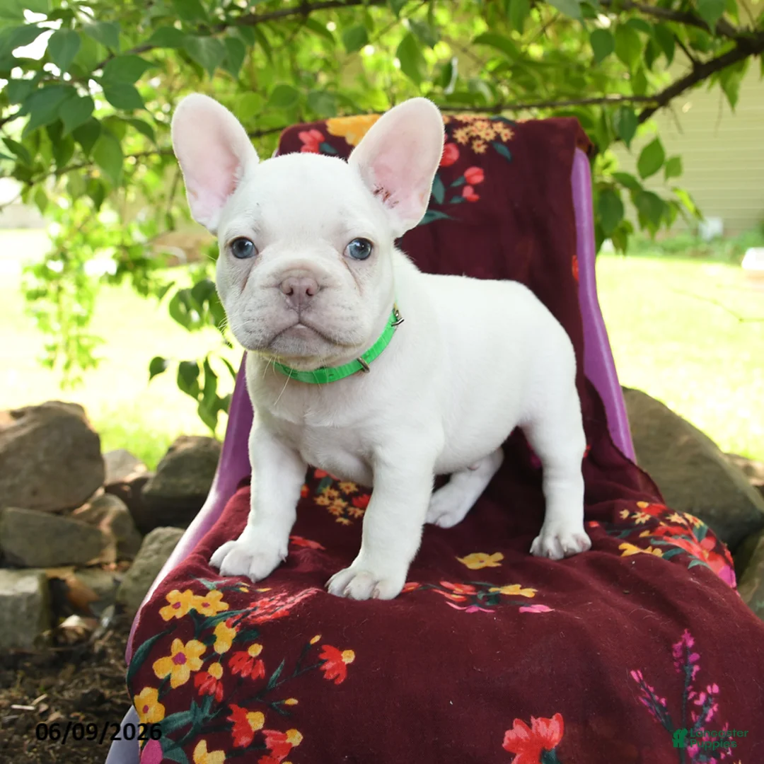 French Bulldog dogs for sale: Leon - Ad 1