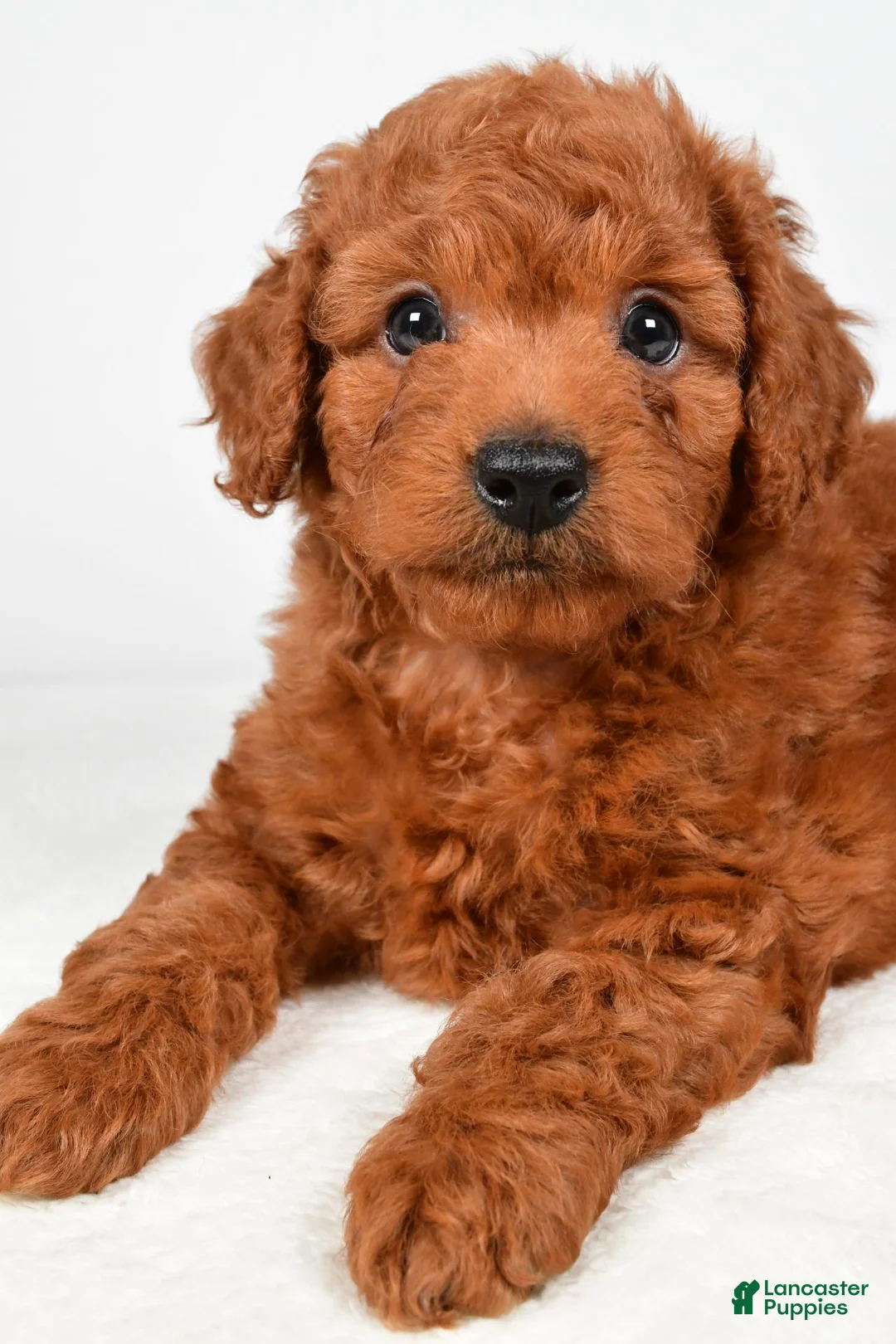 Mini Goldendoodle dogs for sale: Teddy - Ad 11