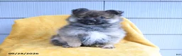 Pomeranian dogs for sale: Cutie - Ad 3