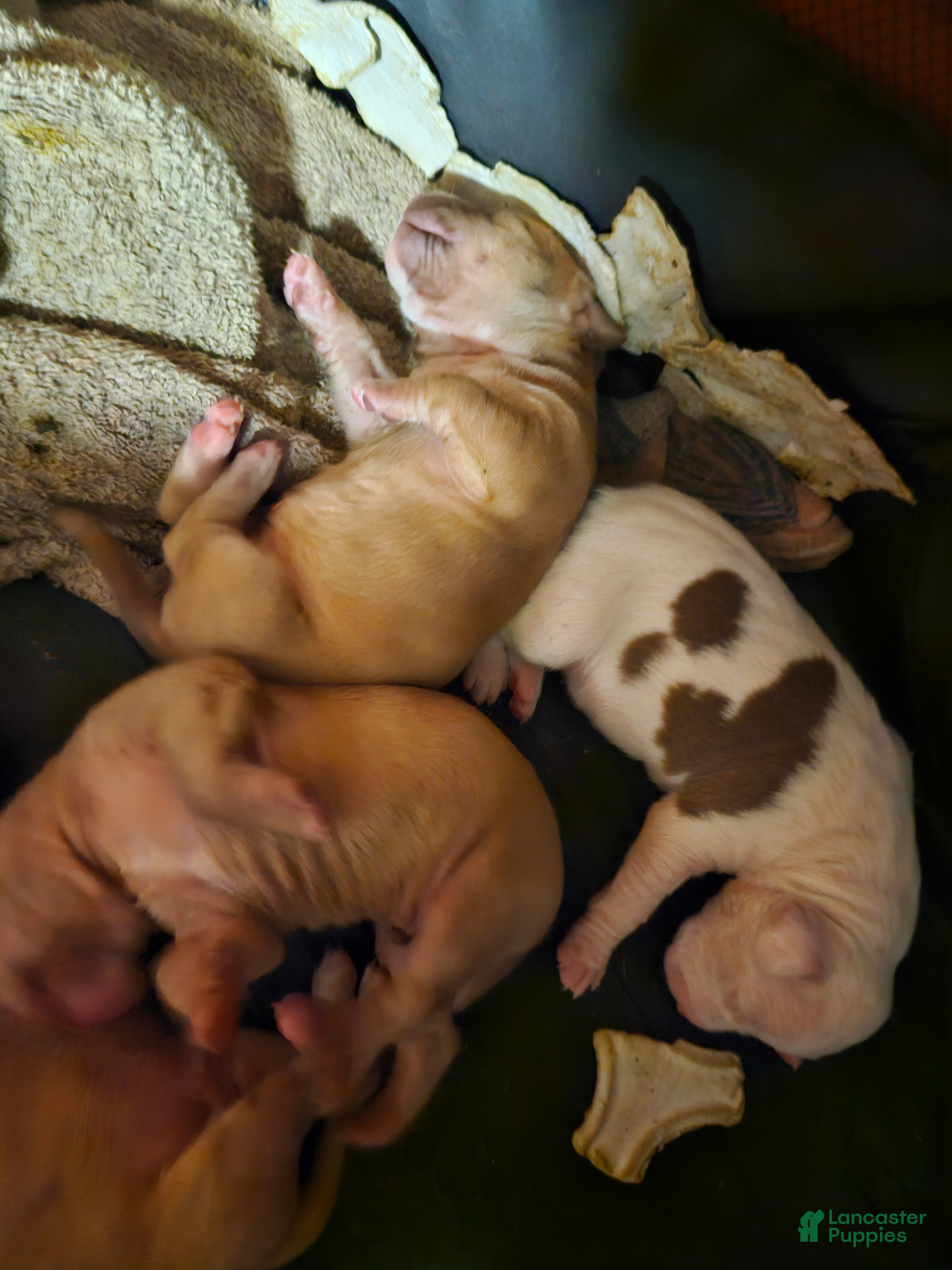 American Pit Bull Terrier dogs American Pit Bull Terrier 10 - Ad 41