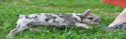 French Bulldog dogs for sale: Roxy - Ad 20