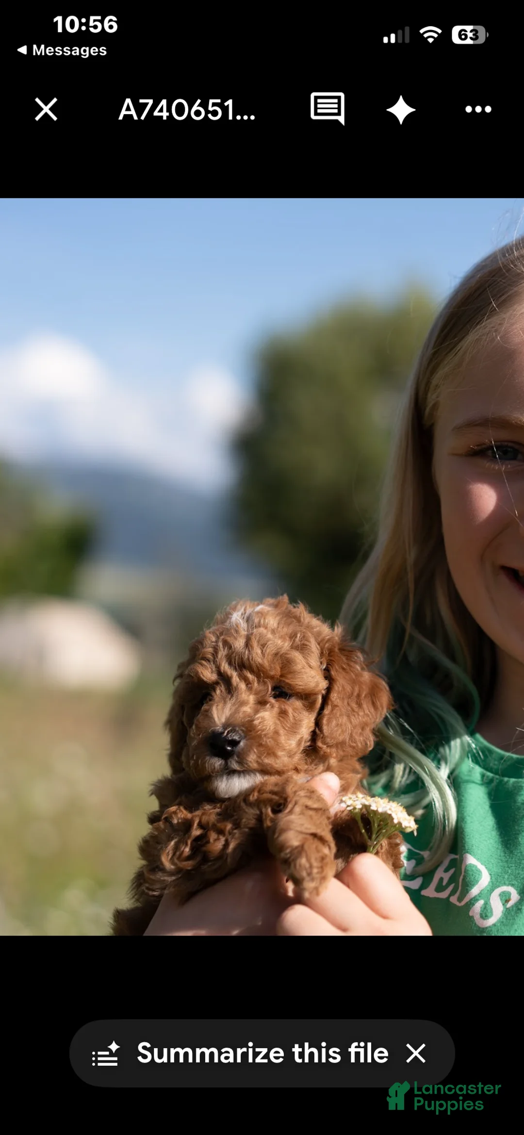 Mini Goldendoodle dogs for sale: Mini Goldendoodle 7 Harrison - Ad 2