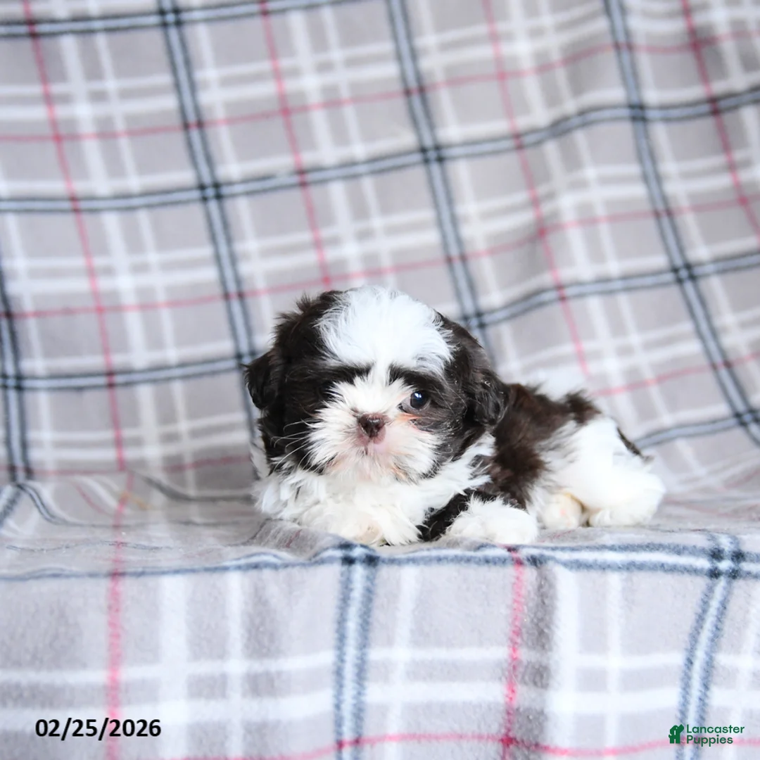 Shih Tzu dogs for sale: Kibble  - Ad 5