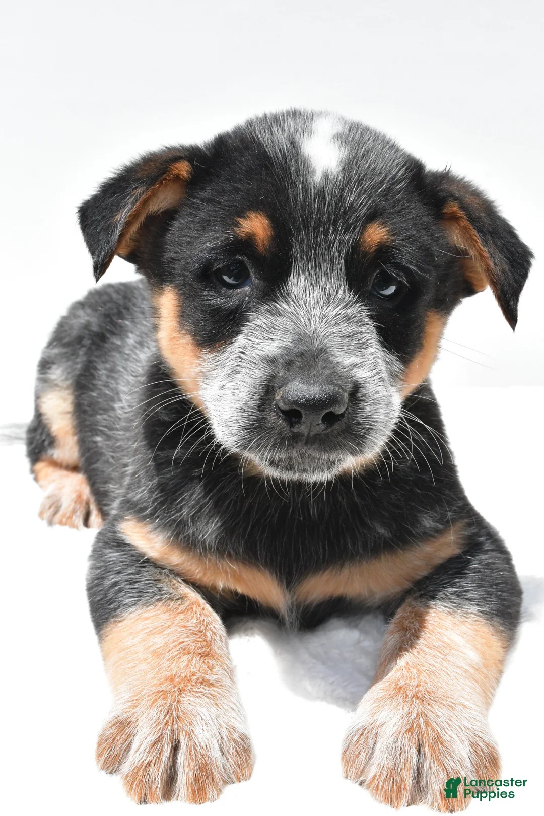 Australian Cattle Dog dogs for sale: Rowdy - Ad 9