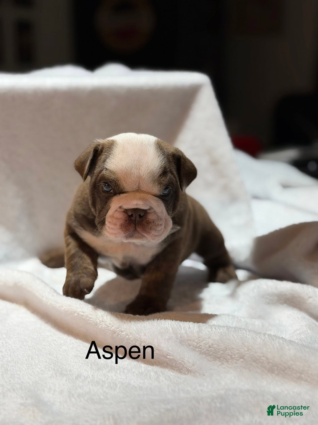 English Bulldog dogs for sale: English Bulldog Puppy 1 - Ad 5