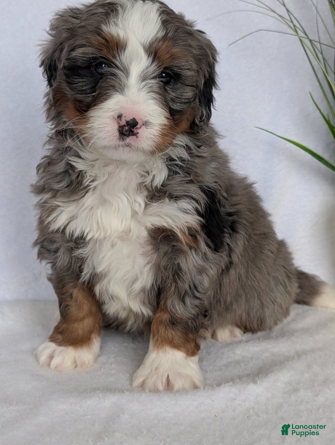 Mini Bernedoodle dogs for sale: Mini Nemo  - Ad 1