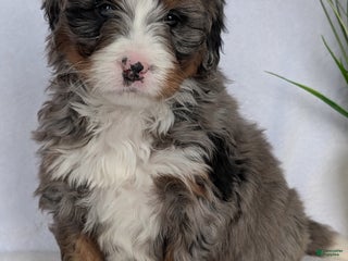 Mini Bernedoodle dogs Mini Nemo - Ad 8