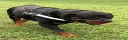 Rottweiler dogs for sale: Rottweiler 2 - Ad 14