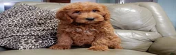 Mini Goldendoodle dogs for sale: Evan - Ad 3