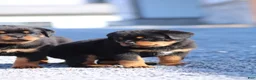 Rottweiler dogs for sale: Sugar - Ad 7