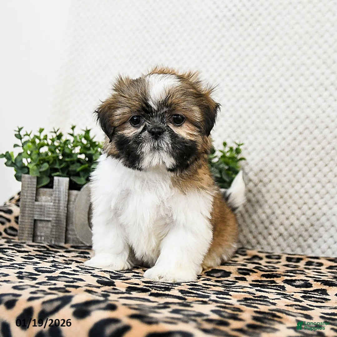 Shih Tzu dogs for sale: Penny - Ad 1