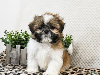 Shih Tzu dogs Penny - Ad 14