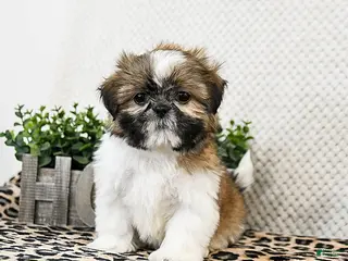 Shih Tzu dogs Penny - Ad 27