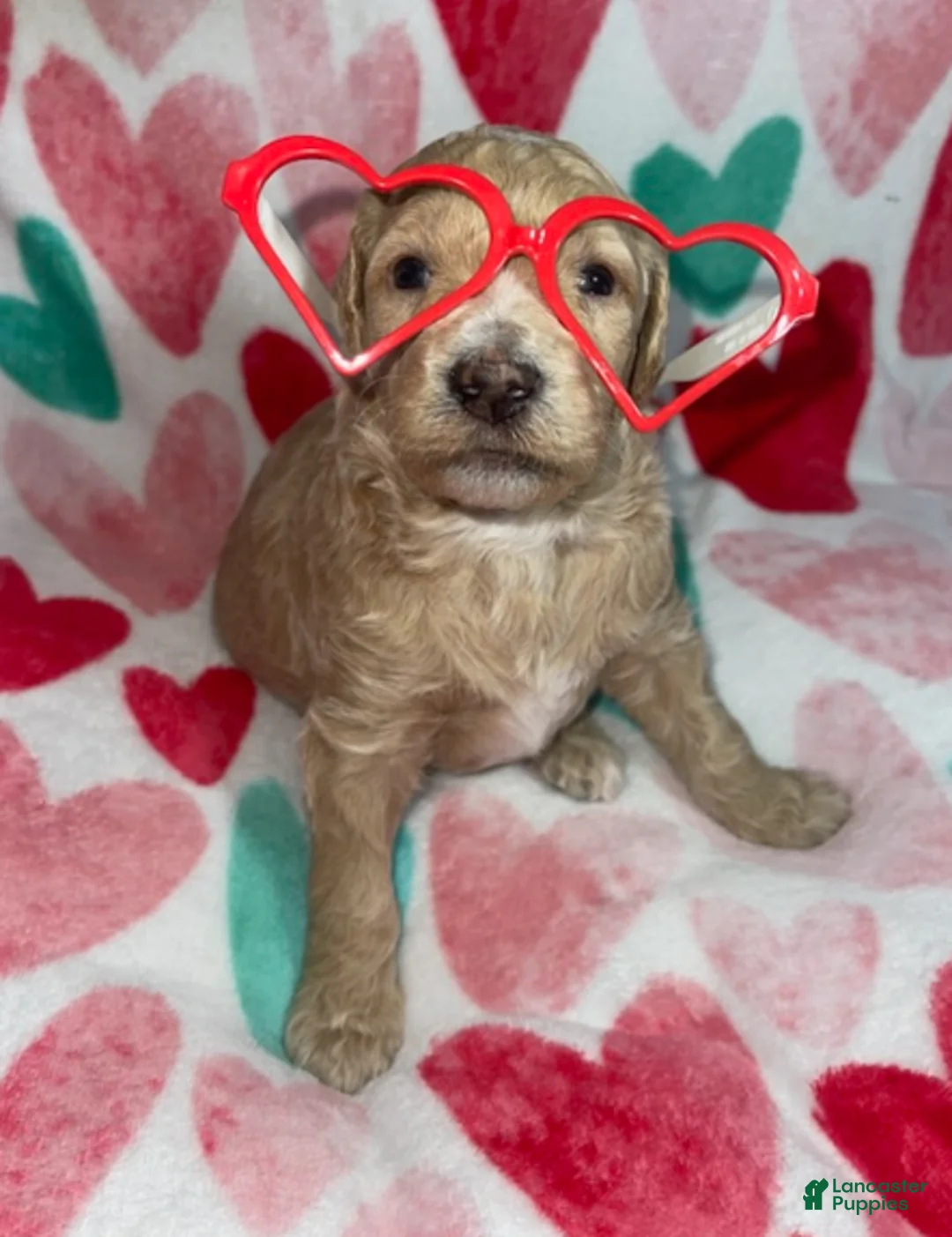 Double Doodle dogs for sale: Prim - Ad 3