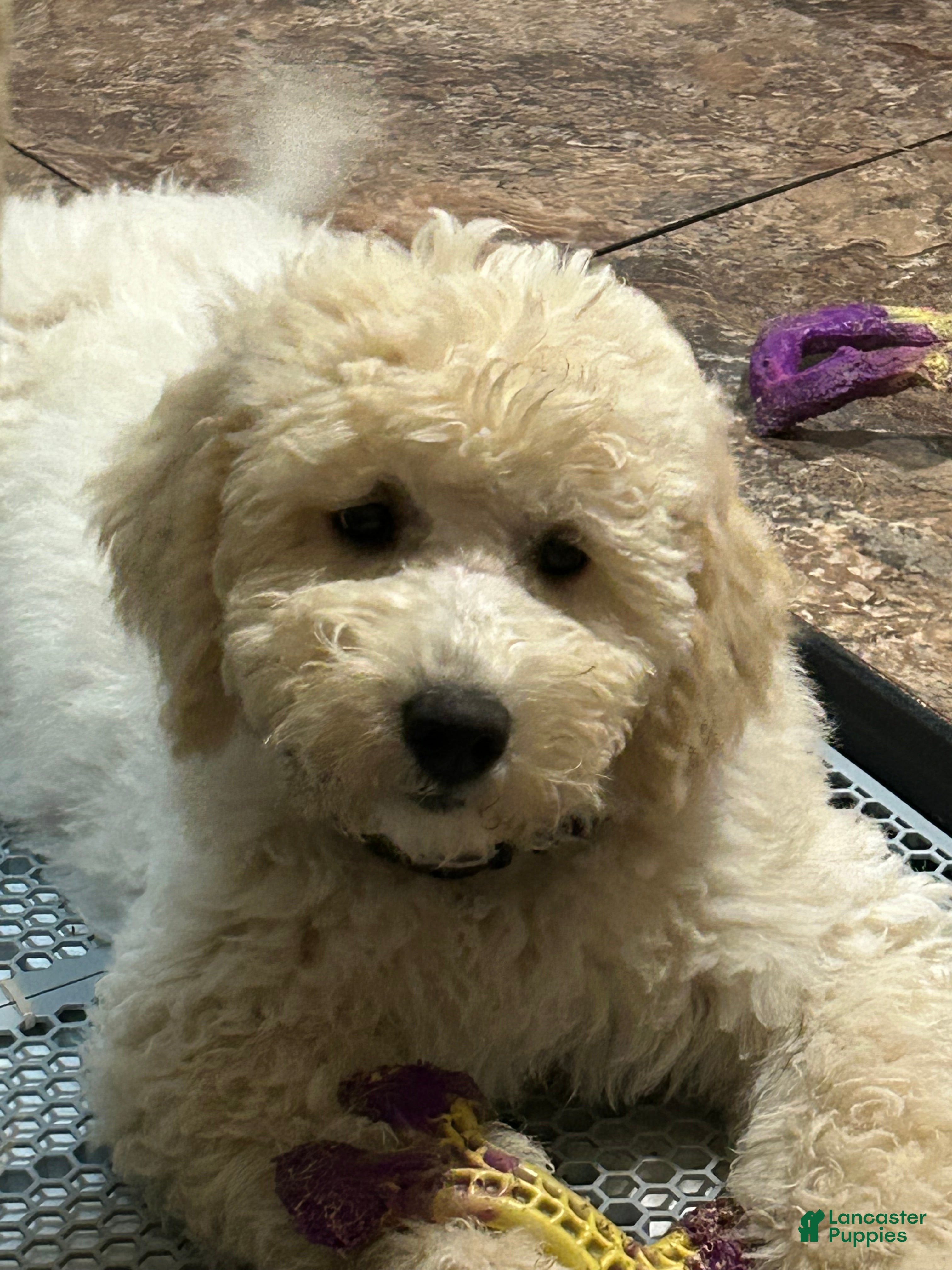 Goldendoodle dogs Goldendoodle 1 - Ad 2