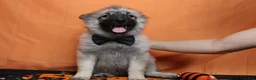 Keeshond dogs for sale: Conner  - Ad 3