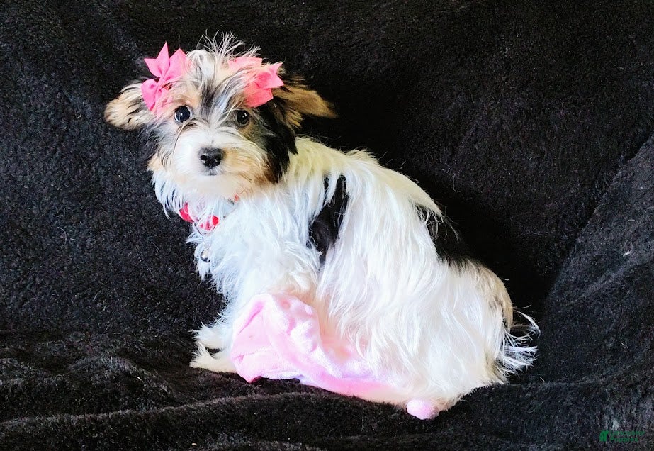 Yorkshire Terrier dogs Yorkshire Terrier Puppy 1 - Ad 24