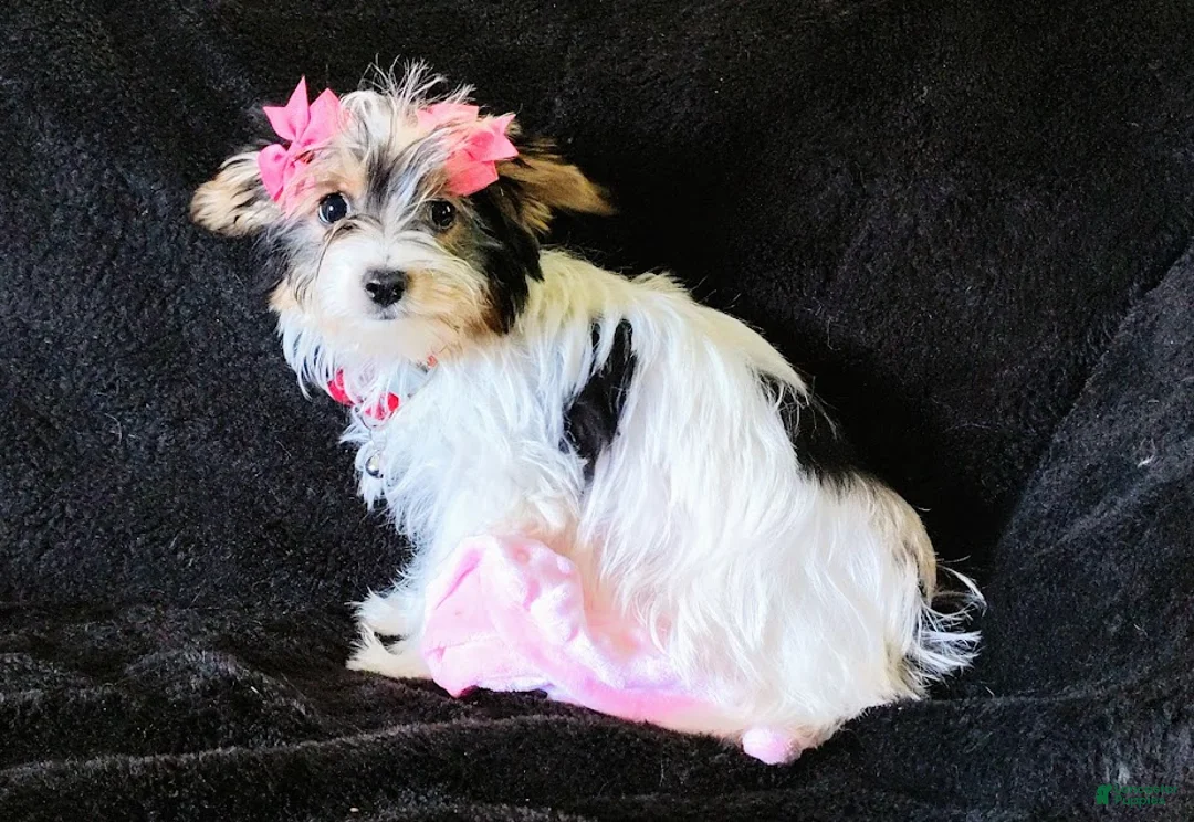 Yorkshire Terrier dogs for sale: Yorkshire Terrier Puppy 1 - Ad 1