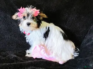 Yorkshire Terrier dogs Yorkshire Terrier Puppy 1 - Ad 30