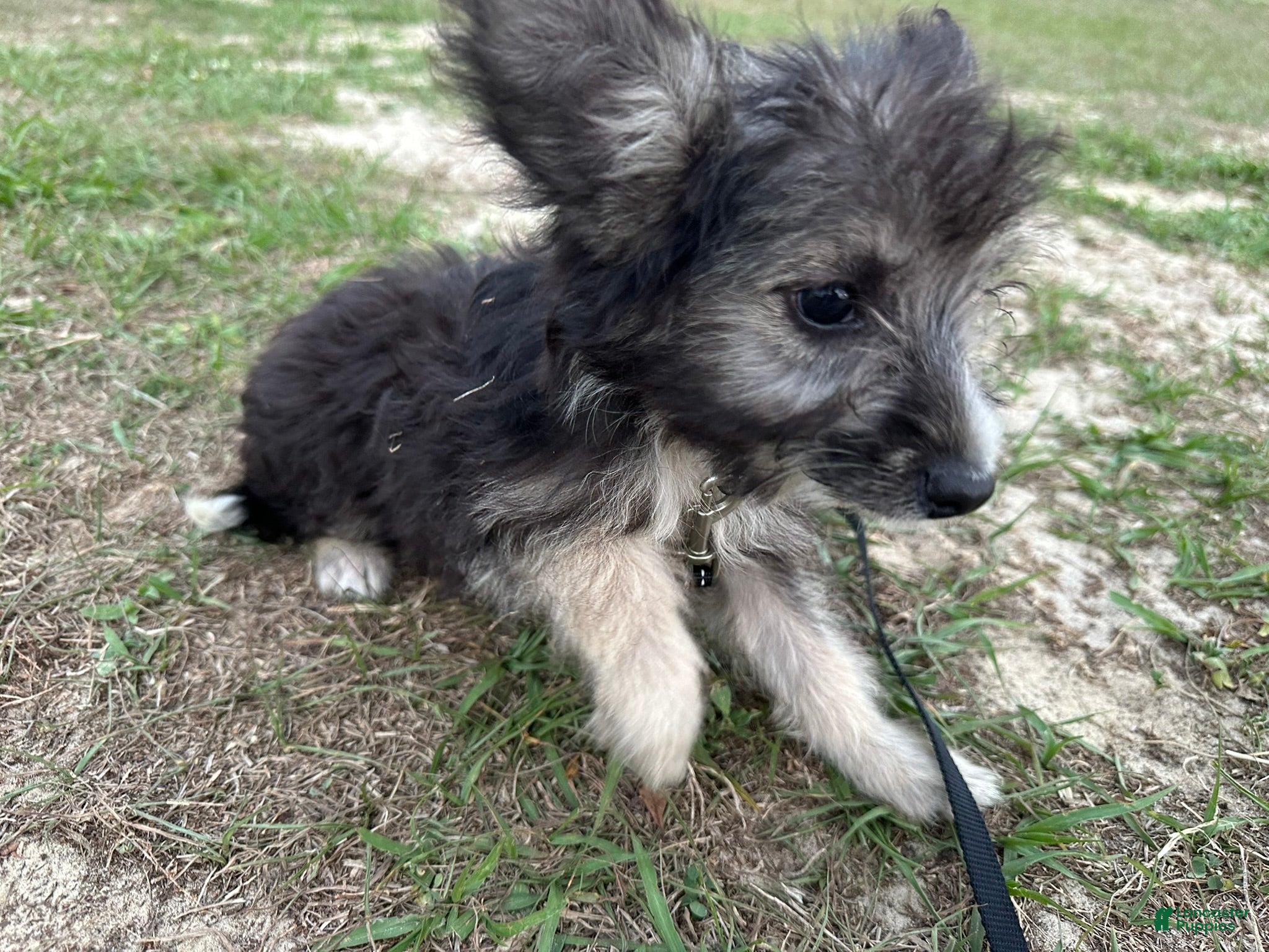 Mixed Breed dogs Mixed Breed Puppy 2 - Ad 40