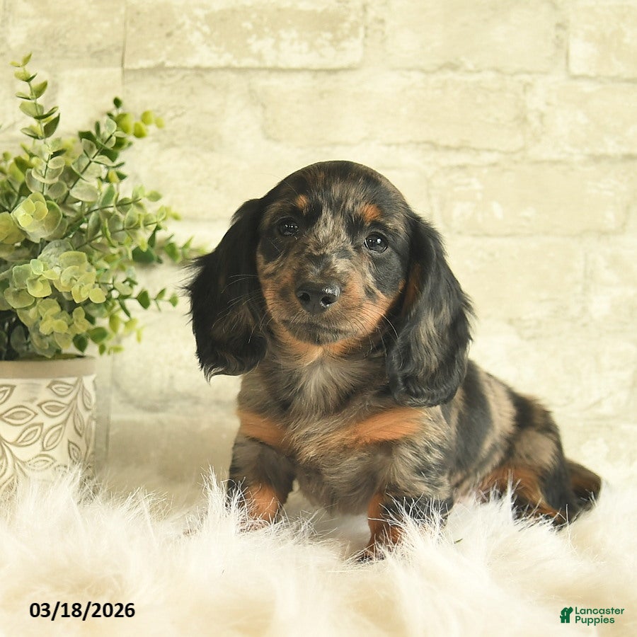 Miniature Dachshund dogs Toby  - Ad 2
