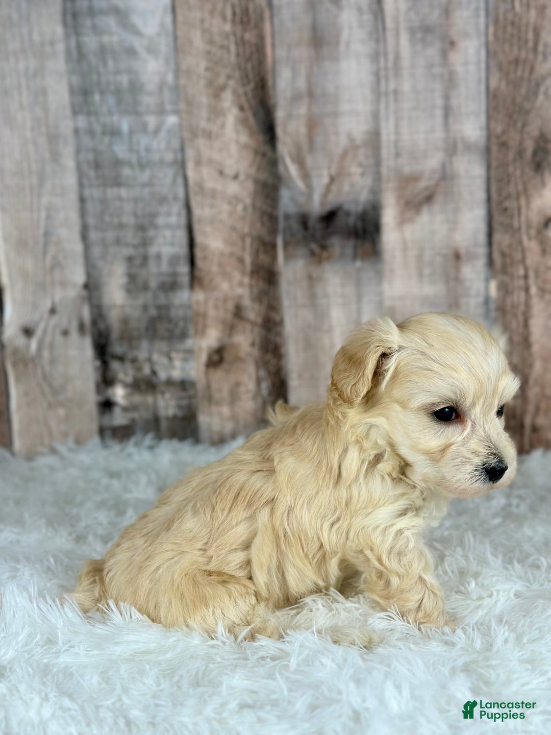 Maltipoo dogs for sale: Girl Nova - 0005 - Ad 3