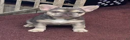 French Bulldog dogs for sale: DOLCE *FLUFFY and PINK CARRIER* - Ad 3