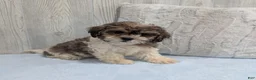 Shihpoo dogs for sale: Theo - Ad 3