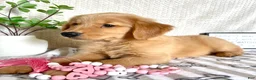 Golden Retriever dogs for sale: Gidget  - Ad 2